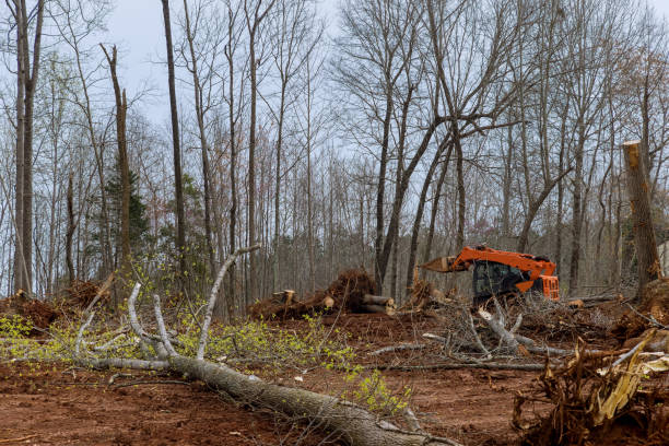 How Our Tree Care Process Works  in  Laverne, OK