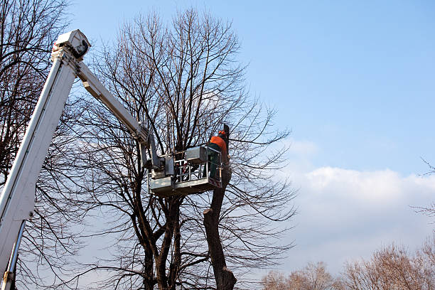 Best Tree and Shrub Care  in Laverne, OK